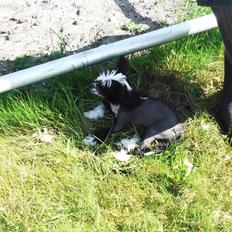 Chinese crested hårløs Ishana