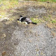 Chinese crested hårløs Ishana