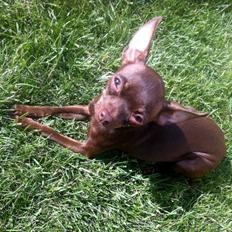 Russisk toy terrier TisTis