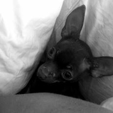 Russisk toy terrier TisTis