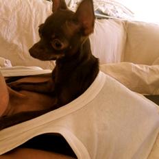 Russisk toy terrier TisTis