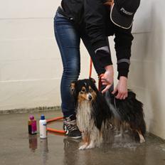 Shetland sheepdog Martedal Fritz