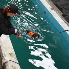 Shetland sheepdog Martedal Fritz