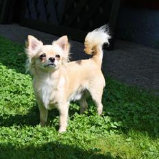 Chihuahua Anthon by Hinz <3