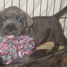 Cane corso "Obelix" Kolodo Della dorsale