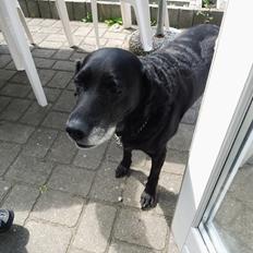 Labrador retriever Sussie