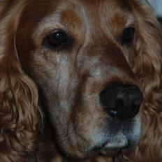 Cocker spaniel Louie [ Bestfriend ]