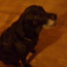 Labrador retriever Sussie