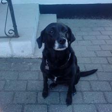 Labrador retriever Sussie