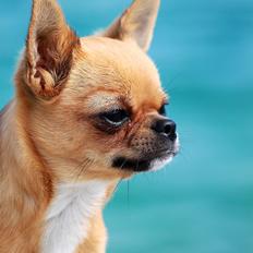 Chihuahua Chihuana's Queen of Diamonds ~Falullah~