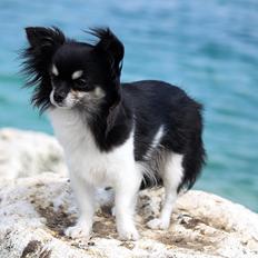 Chihuahua DKCH Milltoff's Gossip Girl ~Zaffie~