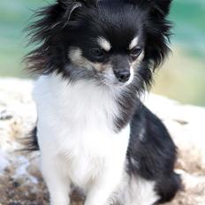 Chihuahua DKCH Milltoff's Gossip Girl ~Zaffie~