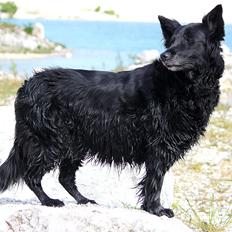 Blanding af racer ~Tilli~