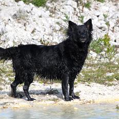 Blanding af racer ~Tilli~