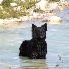 Blanding af racer ~Tilli~