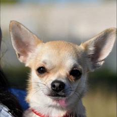 Chihuahua Pudselykke Bang-on Isis *DKK*
