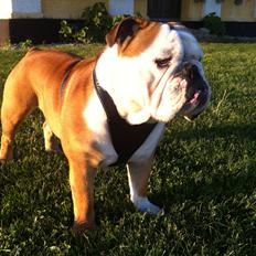 Engelsk bulldog Louis