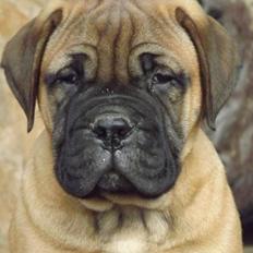 Bullmastiff Finn