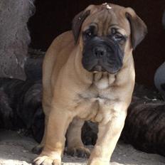 Bullmastiff Finn