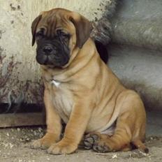 Bullmastiff Finn