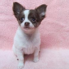 Chihuahua -- -------- Four Paw Fairytale (Merle)