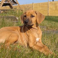 Rhodesian ridgeback Kinyemi At Inkiru Valley´s Inubia 