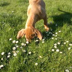 Rhodesian ridgeback Kinyemi At Inkiru Valley´s Inubia 