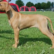 Rhodesian ridgeback Kinyemi At Inkiru Valley´s Inubia 