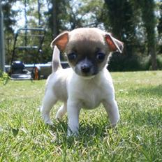 Chihuahua Gabbie