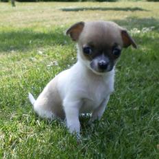Chihuahua Gabbie