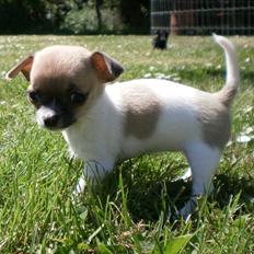 Chihuahua Gabbie