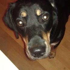 Blanding af racer Stingway