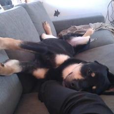 Blanding af racer Stingway