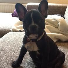 Fransk bulldog Trunte