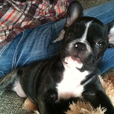 Fransk bulldog Trunte