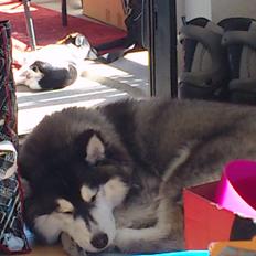 Siberian husky Piuskie