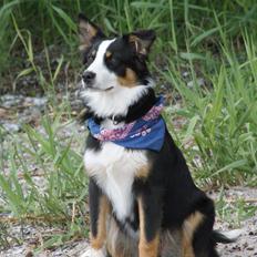 Australian shepherd Mille