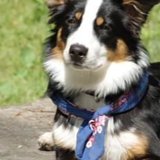 Australian shepherd Mille