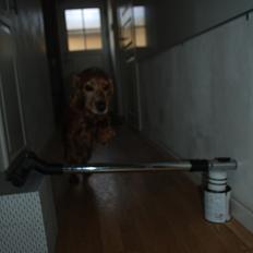 Cocker spaniel Louie [ Bestfriend ]