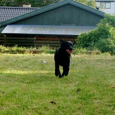 Labrador retriever Buddy
