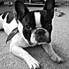 Fransk bulldog Kaiser