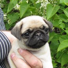 Mops Ahlehoff's Most Wanted - Karla