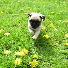 Mops Ahlehoff's Most Wanted - Karla