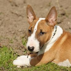 Bullterrier miniature Jytte