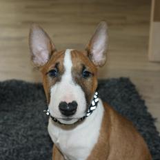 Bullterrier miniature Jytte