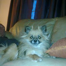 Blanding af racer Lilo