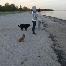 Blanding af racer Lilo