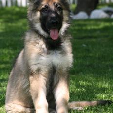 Schæferhund Bella