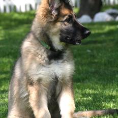Schæferhund Bella