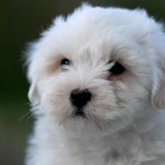 Coton de tulear Cuba:-* Min dreng<3